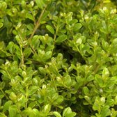 Ilex Crenata 'Green Hedge' - Japanse Hulst 30-40 cm in pot