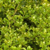 Ilex Crenata 'Green Hedge' - Japanse Hulst 30-40 cm in pot