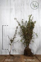 25 stuks | Meidoornhaag Blote wortel 40-60 cm | Standplaats: Halfschaduw/Schaduw/Volle zon   | Latijnse naam: Crataegus monogyna VOORJAARSVOORDEEL! OP=OP (uit de koelcel!)