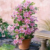 2 x Clematis Piilu - Set van 2 Klimplanten - Roze, Meerjarig & Winterhard | 2 x 1,5 liter potten