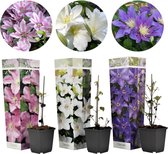 Plant in a Box - Clematis klimplanten Mix - Mix van 3 planten - Pot ⌀9cm - Hoogte ↕ 20-30cm