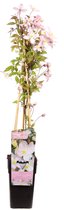 Bosrank - Clematis montana 'Fragrant Spring' - klimplant - potmaat Ø15 - hoogte 60-65cm