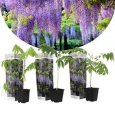 Koopgids: Dit zijn de beste wisteria