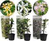 Plant in a Box - Jasmijn klimplanten Mix - Set van 3 Trachelospernum jasminoïdes - Pot ⌀9cm - Hoogte ↕ 25-40cm