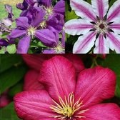 3 x Clematis Mix - Bloei van Mei tot Oktober: Rood, Blauw en Roze (Clematis Ville de Lyon, Jackmanii en Nelly Moser) - Meerjarig en Winterhard | 3 x 1,5 liter pot