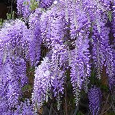 Wisteria sinensis 'Prolific' - Blauwe regen 80-100 cm in pot