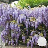 Wisteria sinensis Prolific – Blauwe regen – Klimplant – Onderhoudsvriendelijk - ⌀ 15 cm - ↕60-70 cm