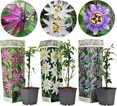 Plant in a Box - Passiflora Mix - Mix van 3 Passiebloemen - Pot ⌀9cm - Hoogte ↕ 20 - 30cm