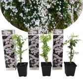 Plant in a Box - Set van 3 Jasminum Officinale - Jasmijn - Pot ⌀9cm -Hoogte ↕ 25-40cm