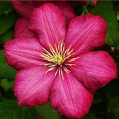 Clematis Ville de Lyon - Klimplant - Karmijnrood Bloeiend - Meerjarig en Winterhard | 1,5 liter pot