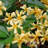 2 x Gele Toscaanse Jasmijn (Sterjasmijn - Star of Toscane) - Klimplant | Set van 2  - Geel - Groenblijvend / Wintergroen en Winterhard - Plant | 2 x 1,5 liter pot