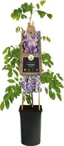 Plantenwinkel Blauwe Regen Wisteria Sinensis 120 cm klimplant