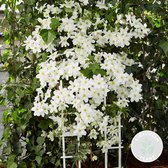 Clematis Avalanche – Bosrank – Klimplant – Bladhoudend  - ⌀ 15 cm - ↕60-70 cm