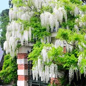 Japanse witte regen Wisteria - Winterhard - Klimplant- ↑ 55-65 cm - Pot-Ø 15 cm