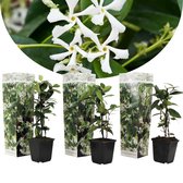 Plant in a Box - Set van 3 witte Jasmijn planten - Trachelospermum jasminoides - Pot ⌀9cm - Hoogte ↕25-40cm - Tuinplant - Winterhard - Groenblijvende klimplanten