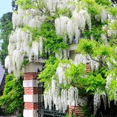 2x Wisteria 'Floribunda Alba' - Witte regen - Set van 2 - ↑ 55-65 cm - Ø15 cm