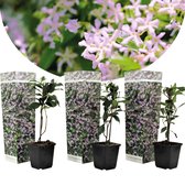 Plant in a Box - Set van 3 roze Jasmijn planten - Trachelospermum jasminoides "Pink Showers" - Pot ⌀9cm - Hoogte ↕ 25-40cm - Groenblijvend - Klimplant -  Tuinplant - Winterhard - Jasmijn