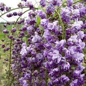 Wisteria Floribunda 'Violacea Plena' - Blauwe Regen 50-60 cm in pot