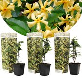 Plant in a Box - Set van 3 gele Jasmijn klimplanten - Trachelospermum jasminoides "Star of Toscane" - Pot ⌀9cm - Hoogte ↕25-40cm - Groenblijvende klimplanten