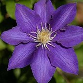 2 x Clematis The President - Set van 2 Klimplanten - Blauw, Meerjarig & Winterhard | 2 x 1.5 liter pot