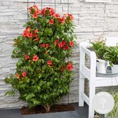 Campsis Summer Jazz Fire Trumpet – Trompetbloem – Klimplant – Winterhard - ⌀ 15 cm - ↕60-70 cm