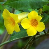 Campsis radicans 'Flava' - Trompetbloem 50-60 cm in pot