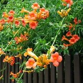 Campsis tagliabuana 'Madame Galen' - Trompetbloem 50-60 cm in pot