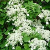 Klimhortensia - Hydrangea Petiolaris | Klimplant - Hortensia - Wit bloeiend met schermen van witte bloemen - Meerjarig en Winterhard | 3 liter pot