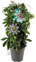 Passiebloem - Passiflora boog - wit/paars - klimplant - Ø15cm - H60cm