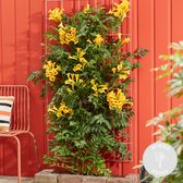 Campsis Summer Jazz Gold Trumpet – Trompetbloem – Klimplant – Winterhard - ⌀ 15 cm - ↕60-70 cm