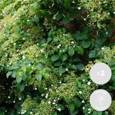 2x Hydrangea Petiolaris – Klimhortensia – Klimplant – Onderhoudsvriendelijk   - ⌀ 15 cm - ↕60-70 cm