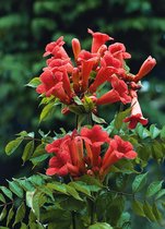 Campsis radicans 70-80cm - trompetklimmer - 2 stuks - oranje rode bloemen - groeit snel - in pot