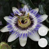 2x Passiflora caerulea – Passiebloem – Klimplant – Winterhard - ⌀15 cm - ↕ 60-70 cm
