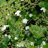 Hydrangea 'Petiolaris' – Klimhortensia – Klimplant – Zelfhechtend - ⌀ 15 cm - ↕60-70 cm