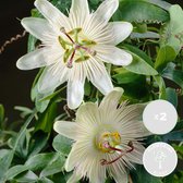 2x Passiflora Elliot – Passiebloem – Klimplant – Onderhoudsvriendelijk   - ⌀ 15 cm - ↕60-70 cm