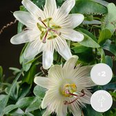 2x Passiflora Elliot – Passiebloem – Klimplant – Onderhoudsvriendelijk   - ⌀ 15 cm - ↕60-70 cm