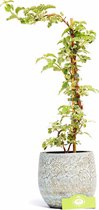 Hydrangea anomala petiolaris 'Silver Lining' klimhortensia, 2 liter pot