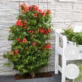 2x Campsis Summer Jazz Fire Trumpet – Trompetbloem – Klimplant – Winterhard - ⌀ 15 cm - ↕60-70 cm