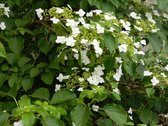 Hydrangea Anomala Petiolaris - Klimhortensia 40-60 cm in pot