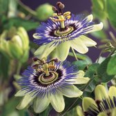2x Passiflora 'Caerulea' - Passiebloem blauw - Set van 2 - ↑ 65-75cm - Ø 14cm