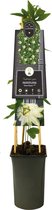 Plantenwinkel Passiebloem Passiflora Snow Queen PBR 75 cm klimplant