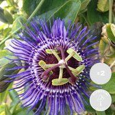2x Passiflora Purple Haze – Passiebloem – Klimplant – Onderhoudsvriendelijk - ⌀15 cm - ↕60-70 cm