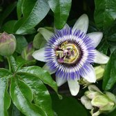 Passiflora Caerulea - Blauwe passiebloem 50-60 cm pot