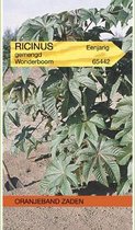 Oranjeband - Wonderboom (Ricinus communis)