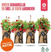 Voorjaarsactie*** 4x Hangtuintjes moestuin kweekset Aardbeien Nu Met Gratis FSC Houten Hangrekje!!