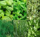 Kruiden zaden assortiment zaadlint (basilicum zaden, oregano zaden, tijm zaden, dille zaden, bieslook zaden, peterselie zaden)