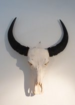 Schedel waterbuffel (geen replica)