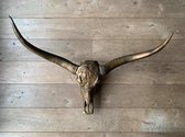 Longhorn skull 1 meter | Milo