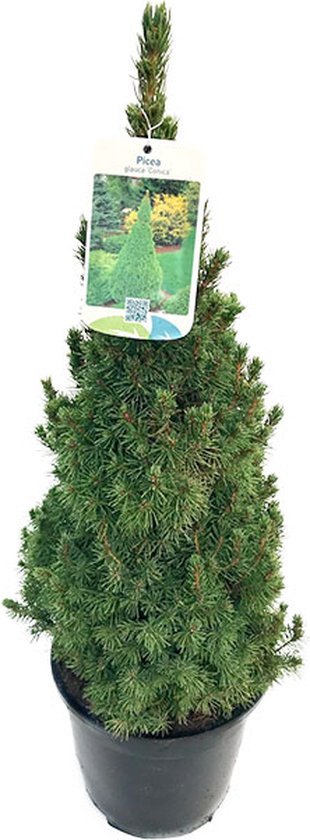 Echte kerstbomen