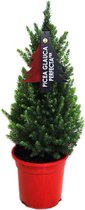 Picea glauca 'Conica Perfecta' - ca. 75 cm hoog - potmaat (rood) Ø21 cm